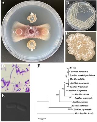 Inoculation of Bacillus velezensis Bv-116 and its bio-organic fertilizer serve as an environmental friendly biocontrol strategy against cucumber Fusarium wilt